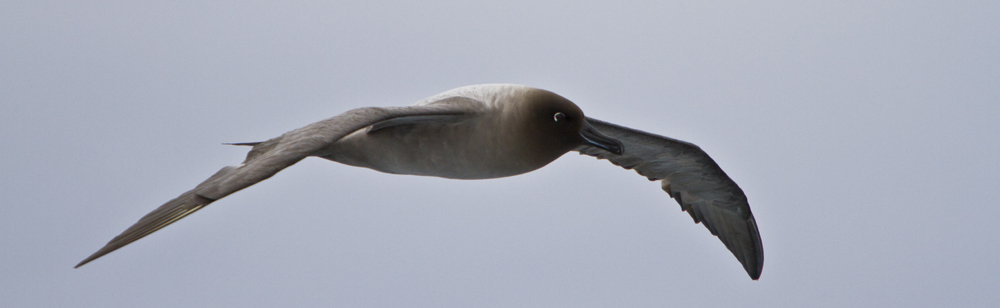 LIGHT-MANTLED SOOTY ALBATROSS Phoebetria palpebrata